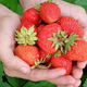 これからいちご狩りが楽しめる！完全予約制のおすすめ農園２選｜神奈川