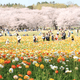 花の季節到来！関東の花畑４選｜この春のおでかけにおすすめ