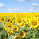 夏といえばこの花！新潟で家族で行きたいひまわり畑の名所3選！
