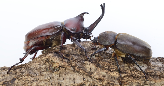 カブトムシを見たい！広島のおすすめ昆虫観察スポット3選｜cozre