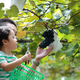 この秋子どもと行きたい！ぶどう狩りできる愛知県おすすめ果園3選