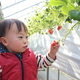 群馬「原田いちご園」のいちご狩りは子連れの嬉しいがいっぱい！