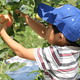 りんごが有名！長野の観光農園松井農園で子連れ味覚狩り｜長野県