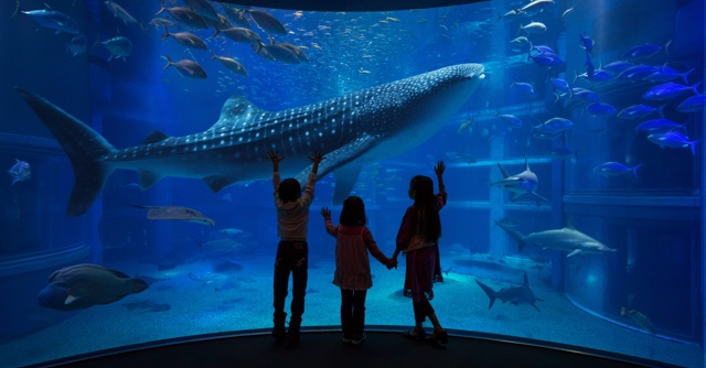 海遊館]世界の海を子どもと探検！サメやエイにも触れてみよう｜大阪府