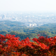 【関東】親子で紅葉狩り！ケーブルカーで行く日帰りハイキング3選