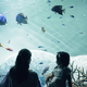 【水族館（中部）】コズレ会員の口コミ・評価まとめ