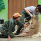 【東武動物公園】ヒツジの毛刈りイベント開催！ もこもこの体毛をスッキリ！！