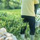 神河町「仙霊茶」で新茶摘みと“茶梅”づくり体験を開催 初夏限定の茶園リトリートを2026年6月14日（日）・20日（土）に実施