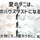 夏のダニは、秋のハウスダストになる。ダニがよく繁殖する夏を受けて、Kirei One、マットレス・カーペット・ソファー・カーテンなど寝具・布物クリーニングの集中受付を2026年7月28日より開始。