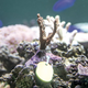 葛西臨海水族園：子どもが育てたサンゴ苗、海の未来を育む感動体験
