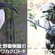 おうちで動物園気分！人気動物たちの癒やし動画で親子時間をもっと楽しく