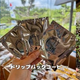 【昭和36年創業 愛知県知多市竹新製菓(株)】 全焼から再建へ向けたクラウドファンディングを創設 ～“知多の味を未来へ”4代目社長の決意～ ◎自家焙煎珈琲販売はじめました◎