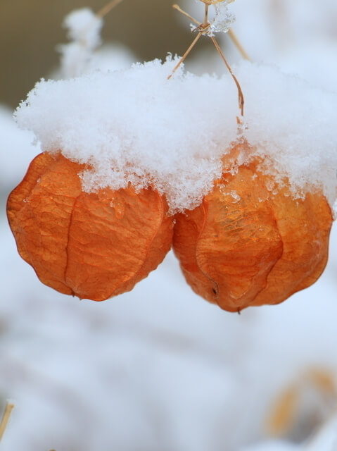 フウセンカズラ,フウセンカズラ,育て方,魅力