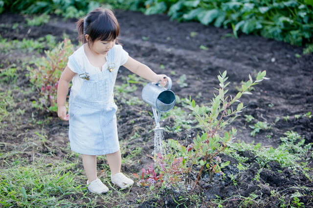 植物に水やりをする子ども,フウセンカズラ,育て方,魅力