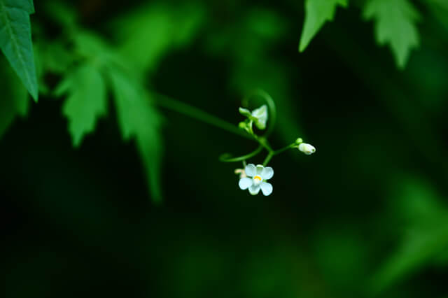 フウセンカズラの花,フウセンカズラ,育て方,魅力