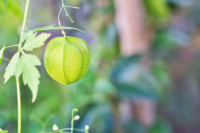 フウセンカズラの実,フウセンカズラ,育て方,魅力