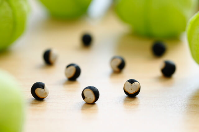 フウセンカズラの種,フウセンカズラ,育て方,魅力