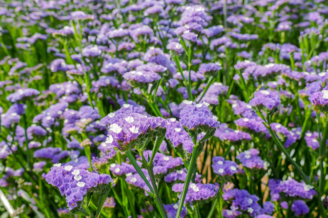スターチス花畑,花摘み園チースの里,