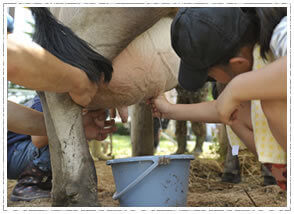 牛の乳搾り,神津牧場,