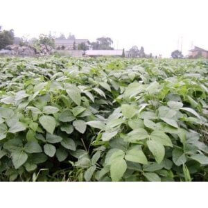 種　28 年産　だだちゃ豆　完全無農薬　無化学肥料 50 g,プランター,野菜,