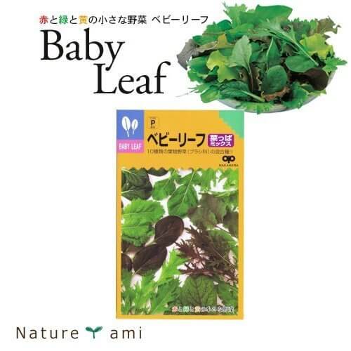 【ベビーリーフ菜っぱミックス 種 20ml】 3袋セット 【メール便(90円)送付商品】TVで話題のスプラウトの種 菜っぱ系10品種をミックス！,プランター,野菜,