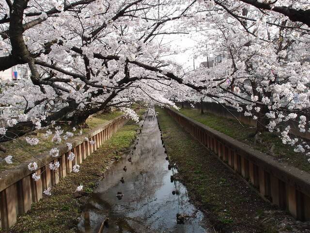 二ヶ領用水,武蔵小杉,イベント,