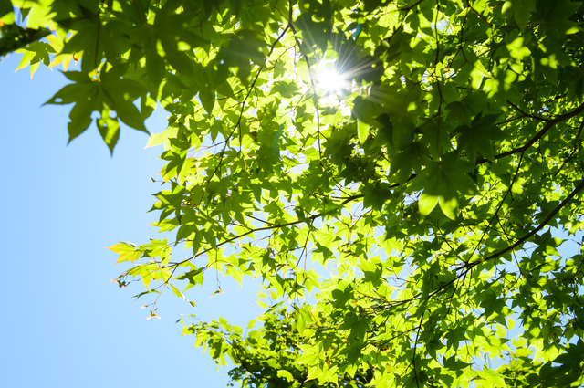 太陽と緑,UVカット,子供服,