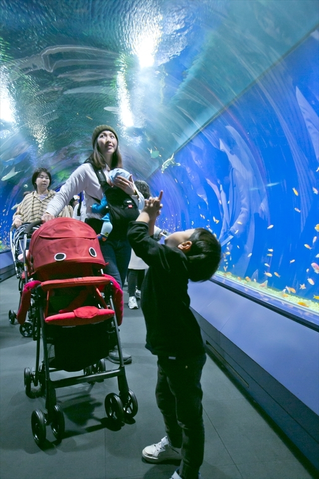 エントランスのドーム型水槽の回遊の様子,アップリカ,海遊館,赤ちゃん