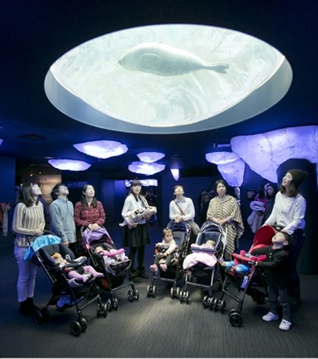 海遊館アザラシのドーム型水槽,アップリカ,海遊館,赤ちゃん