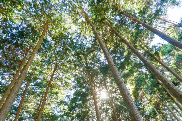 ヒノキ,はし,はじめて,