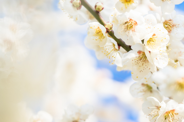 桜,保活,いつから,