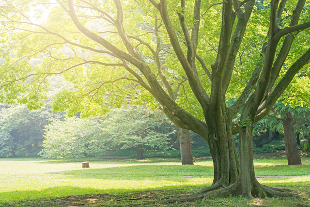 木の画像,赤ちゃん,おもちゃ,木