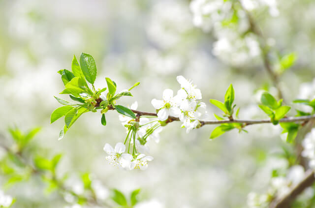 春の桜,4月,出産,