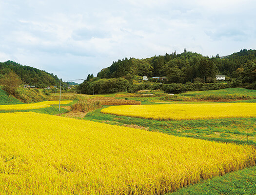 田んぼ,和食,朝,ごはん