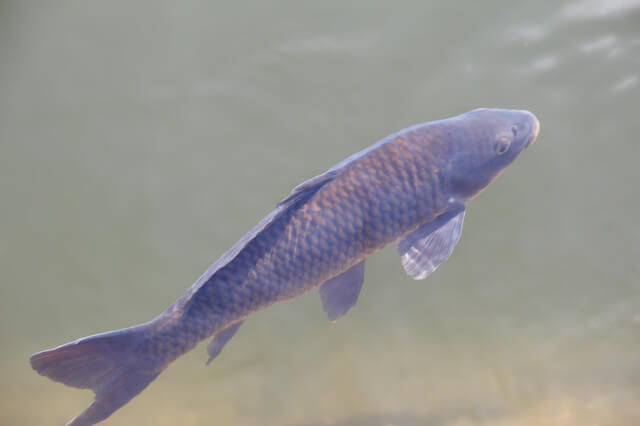 コイ,京都,釣り,スポット