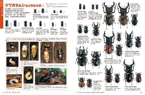 DVD付 新版 昆虫 (小学館の図鑑 NEO),虫,図鑑,