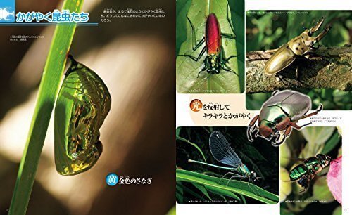 DVD付 昆虫 (講談社の動く図鑑MOVE),虫,図鑑,