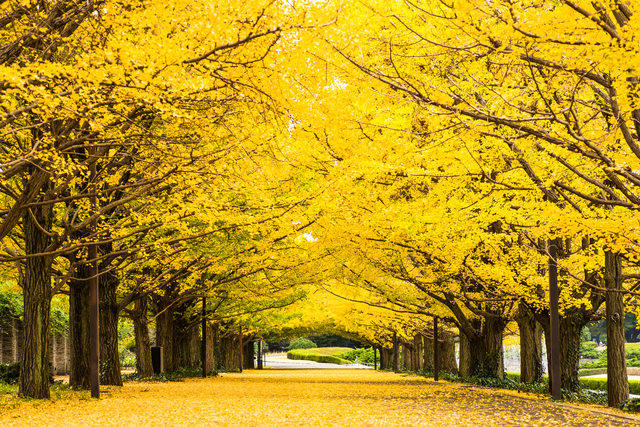 昭和記念公園 銀杏並木,国営昭和記念公園,