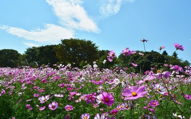 コスモス,国営昭和記念公園,