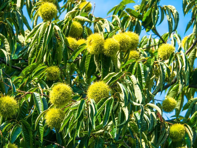 栗の木,離乳食,栗,