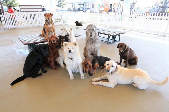 那須どうぶつ王国,那須,どうぶつ王国,栃木県
