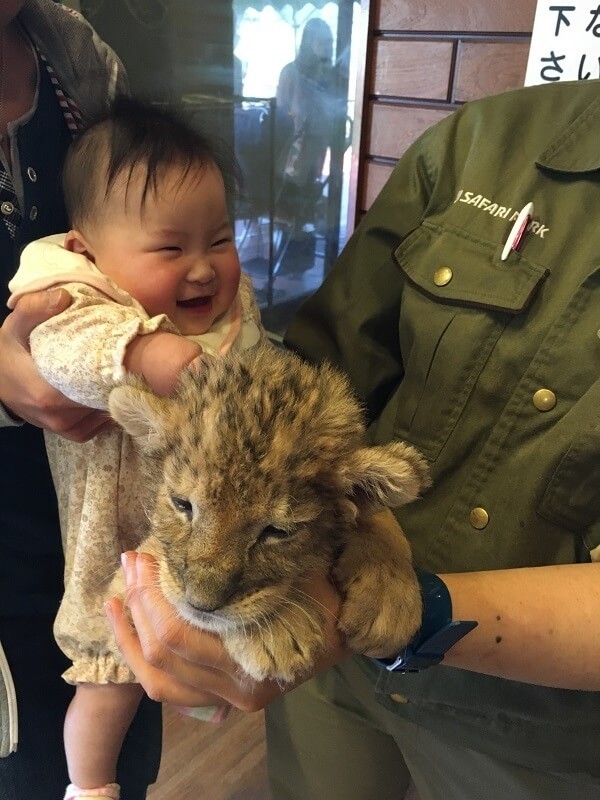 赤ちゃんライオンと赤ちゃん,富士,サファリパーク,静岡