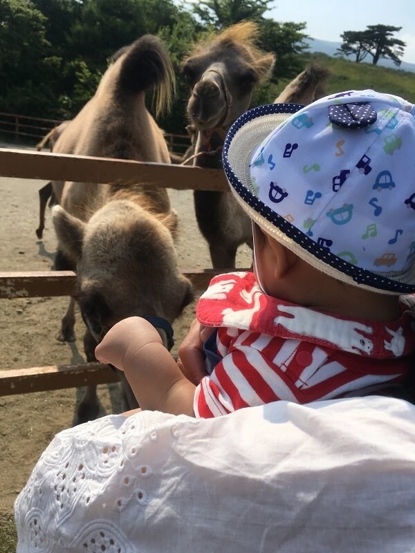 ラクダを見る赤ちゃん,那須,どうぶつ王国,口コミ