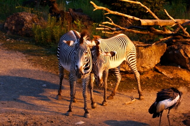 ナイトズー,いしかわ動物園,