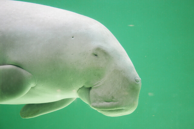 鳥羽水族館のジュゴン,東海,おすすめ,水族館