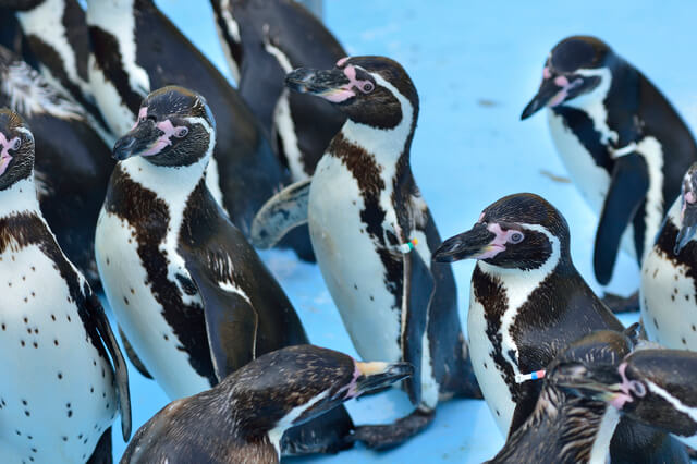 フンボルトペンギン,東海,おすすめ,水族館