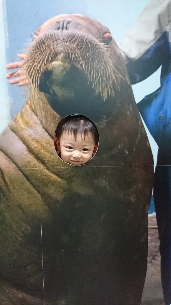 トドの顔はめ,伊豆三津シーパラダイス,魅力,静岡県