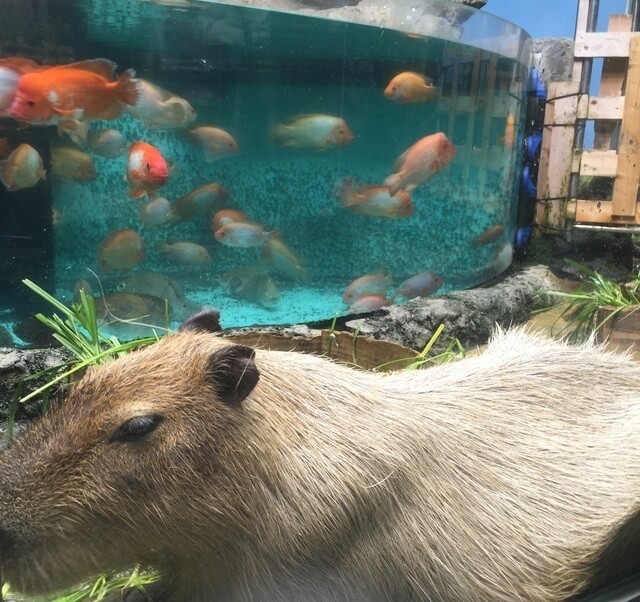 カピバラと魚,三重,鳥羽水族館,