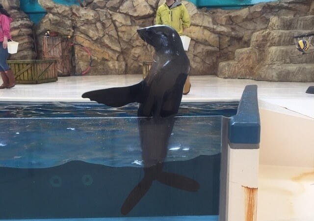 アシカショー,三重,鳥羽水族館,