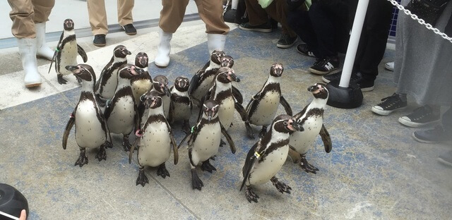 ペンギン散歩,三重,鳥羽水族館,